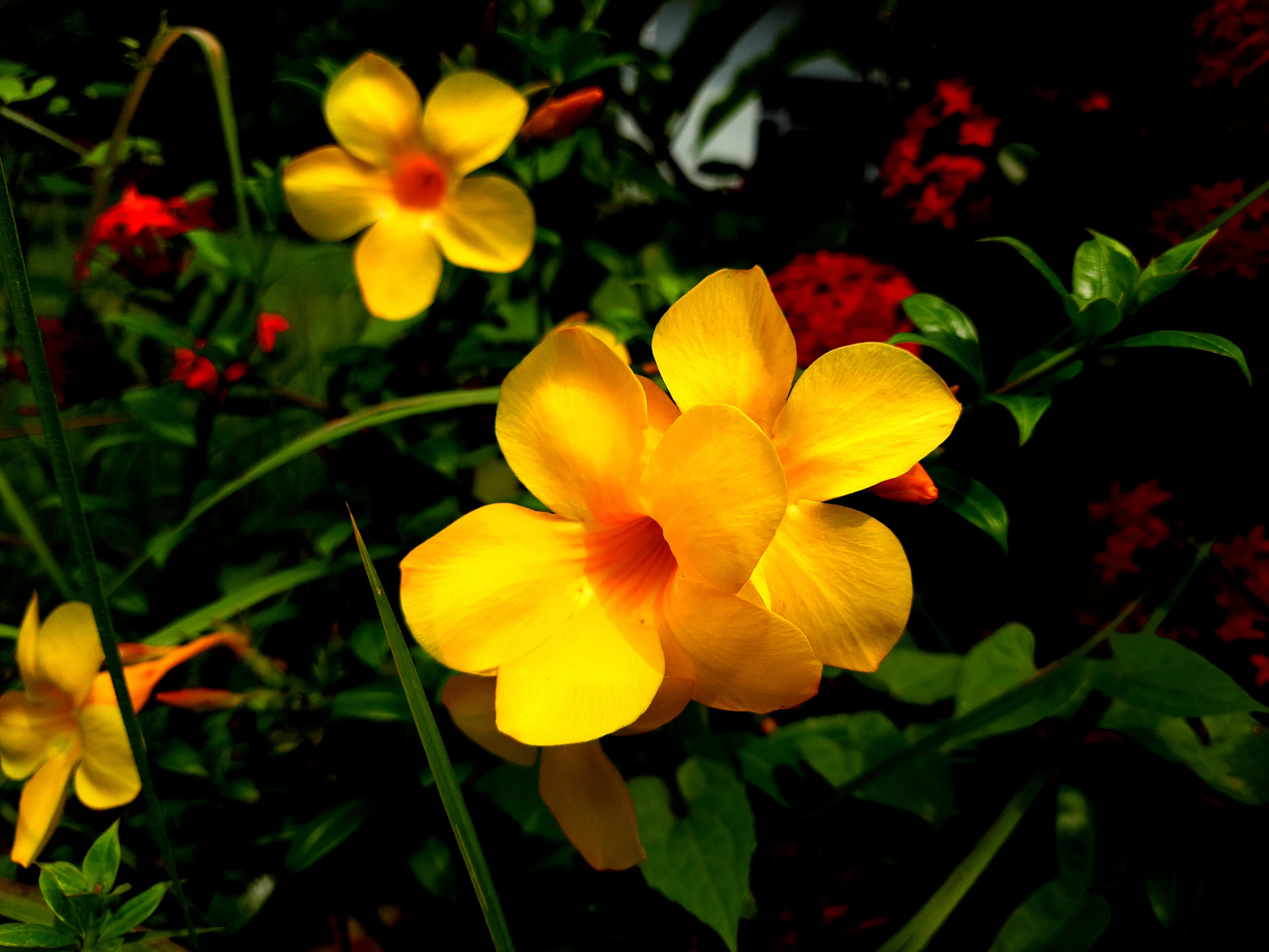 a group of yellow flowers