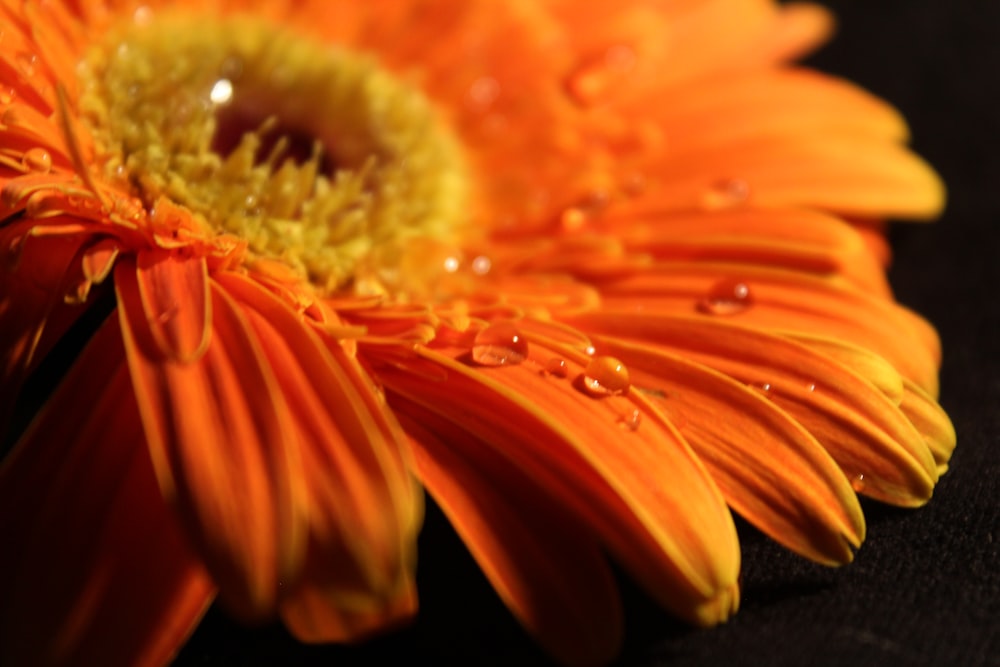 a close up of a flower