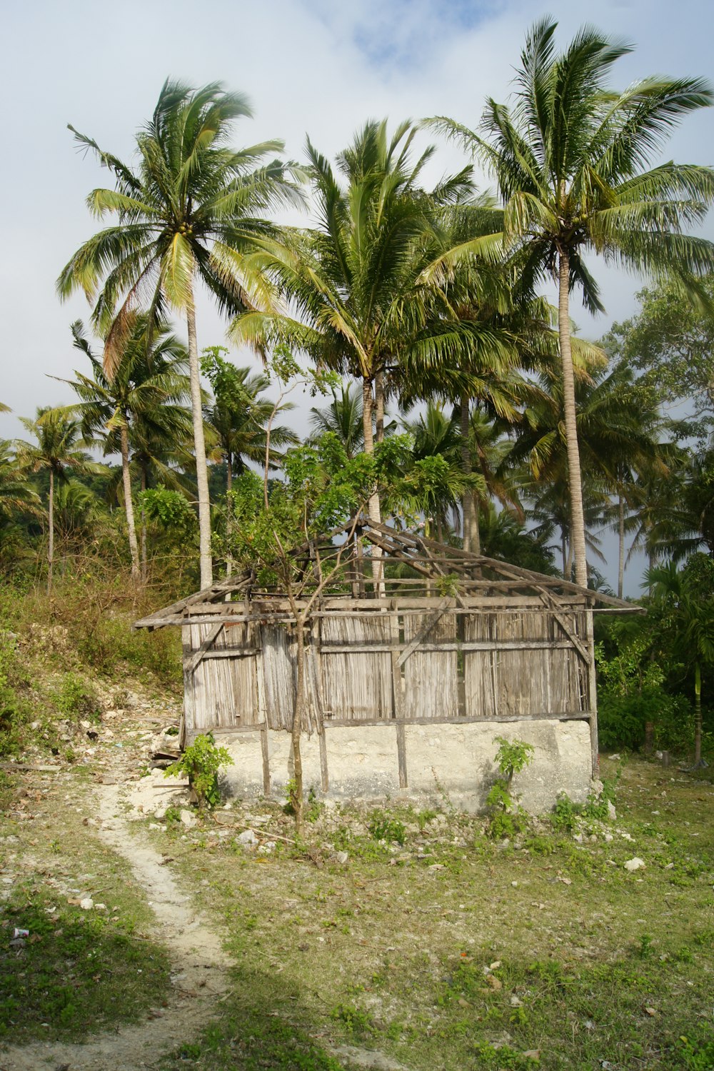 a hut with palm trees