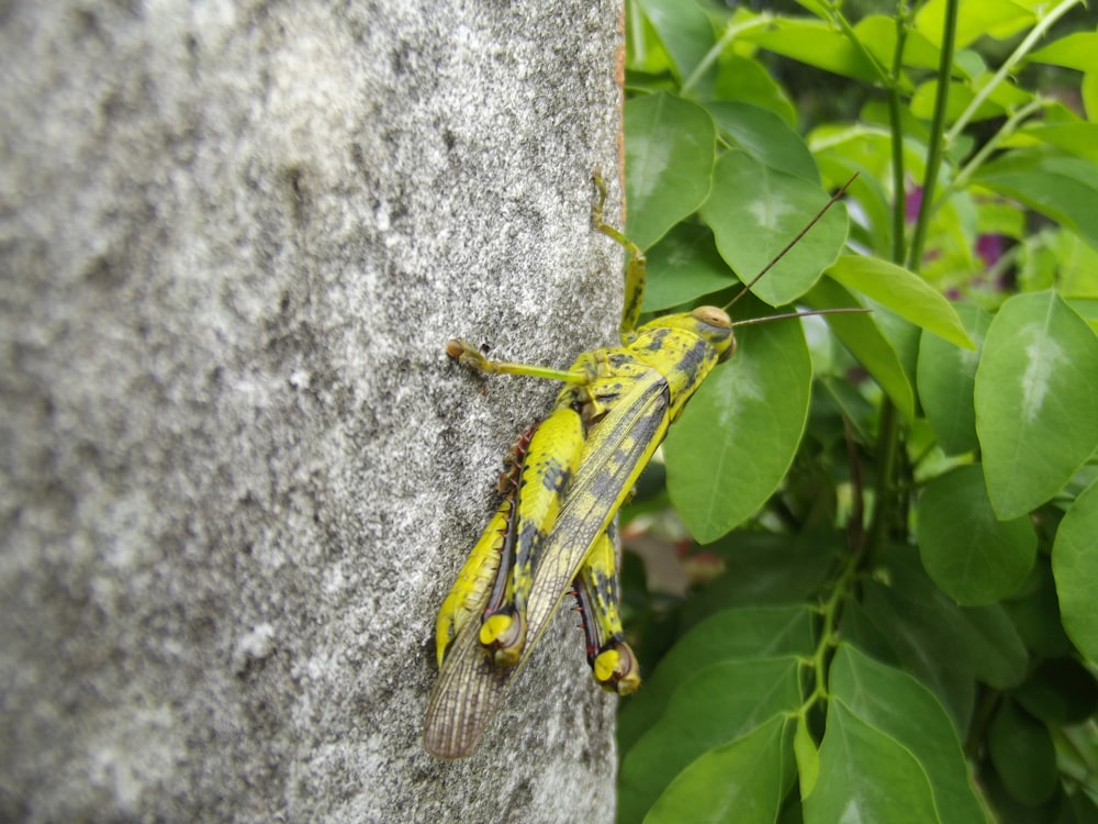 a yellow and black insect on a leaf