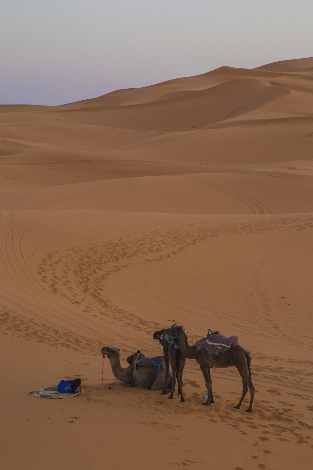 um grupo de camelos no deserto