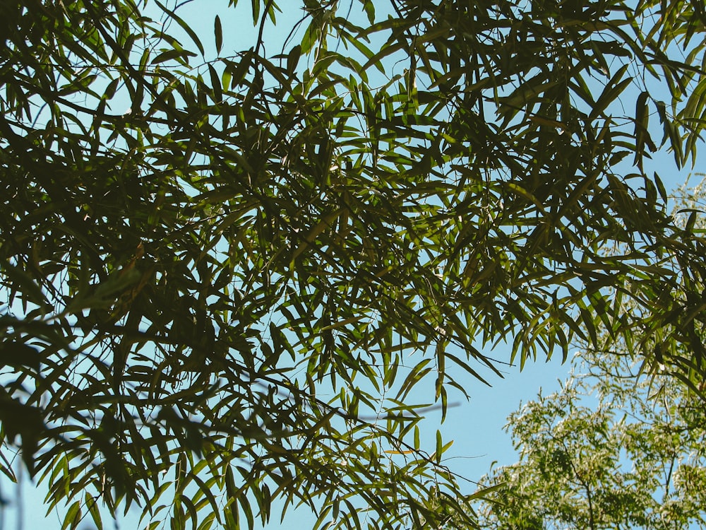 a tree with green leaves