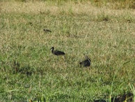 A group of hunters trekking through a lush marshland, shoulders lined with waterfowl.