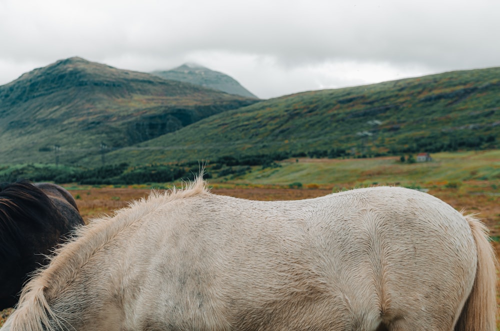 a horse with a field in the background