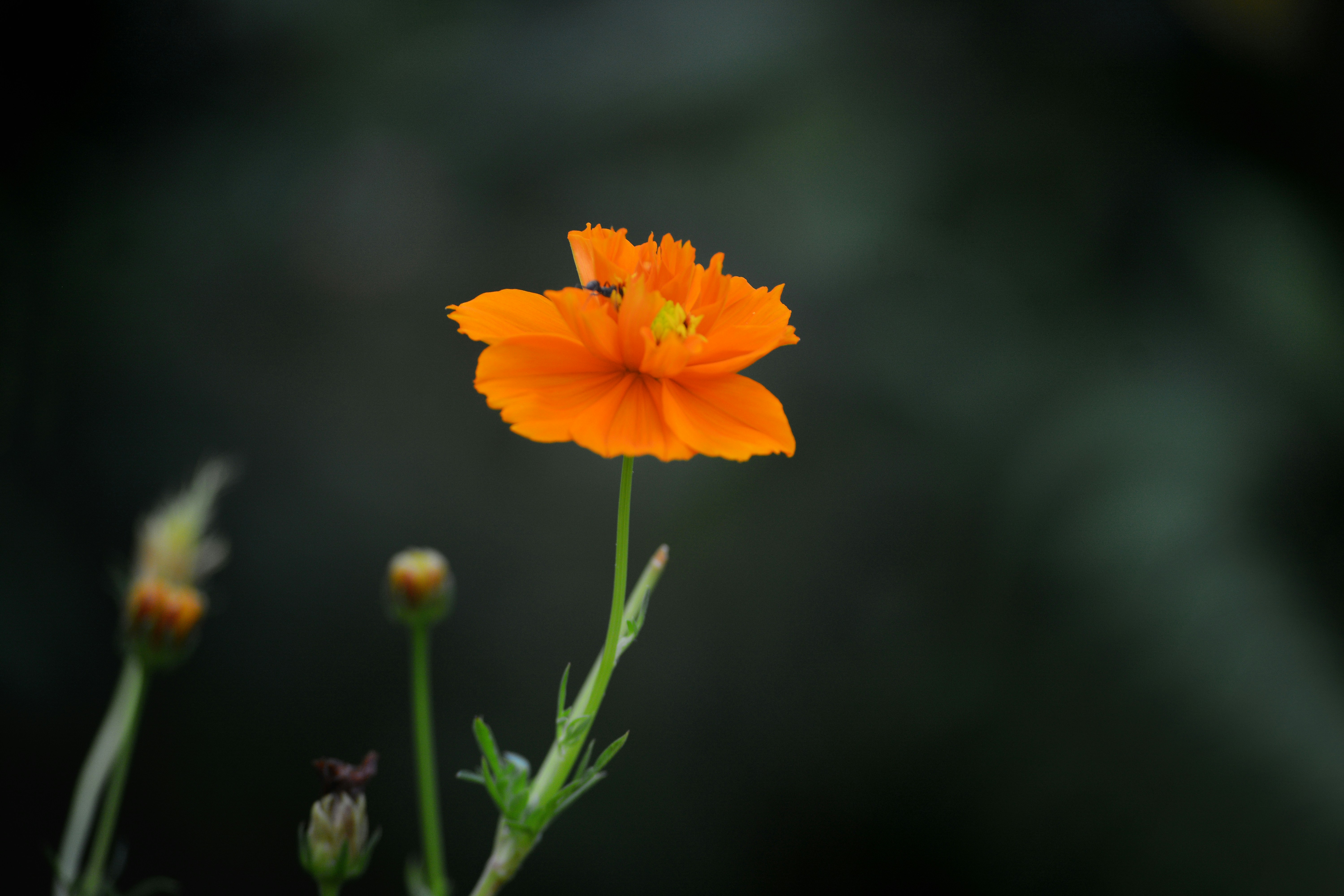 Photo by maheshkulal010