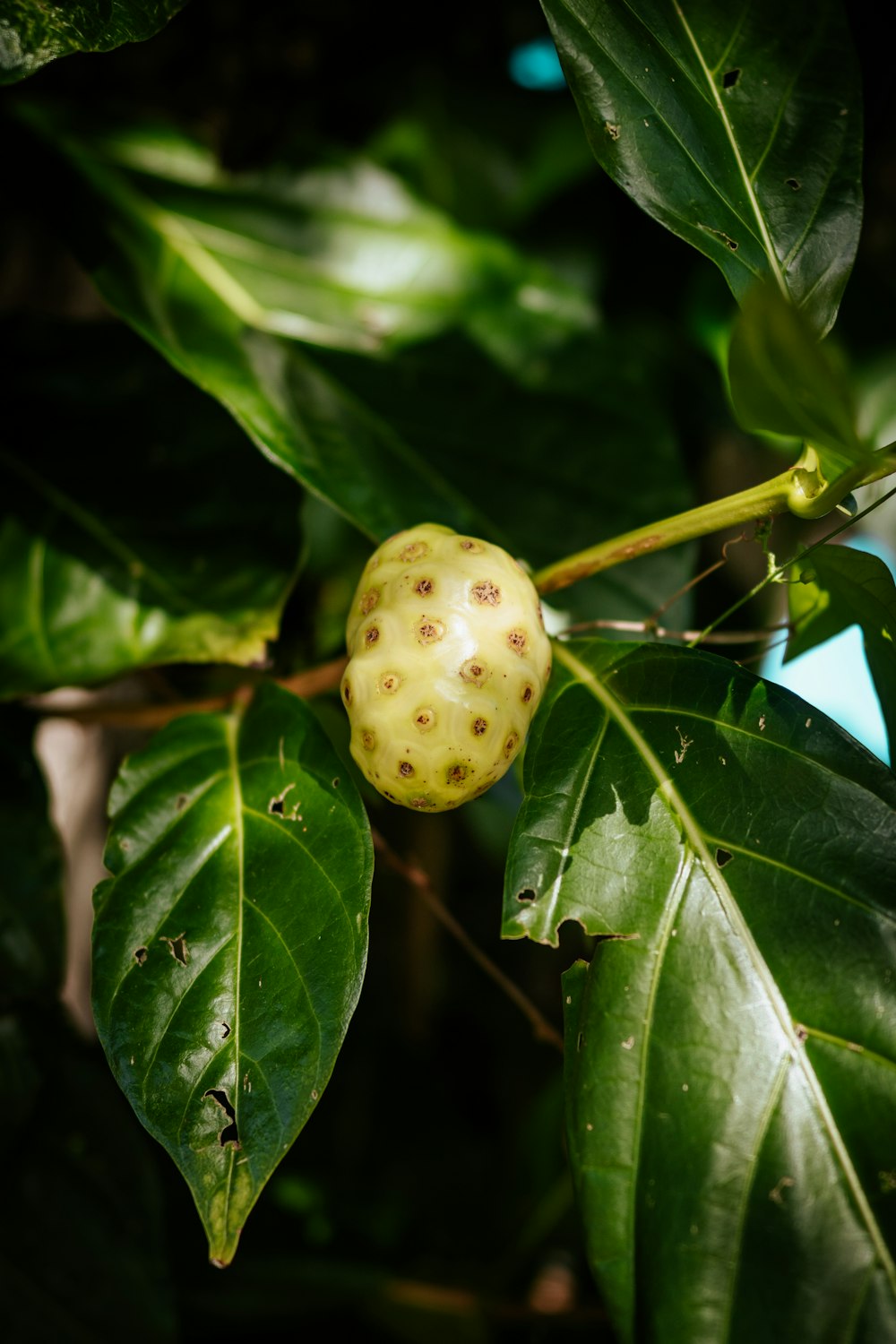 a yellow flower on a plant