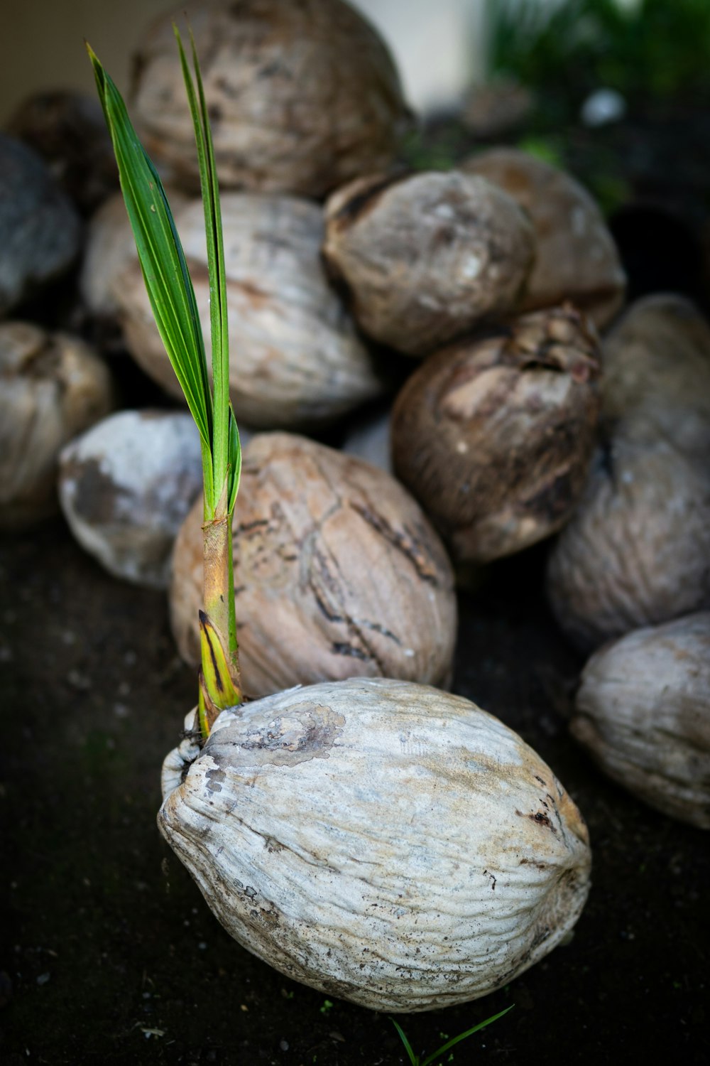 a close-up of some mushrooms