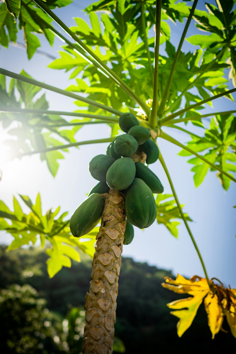 a tree with green fruit