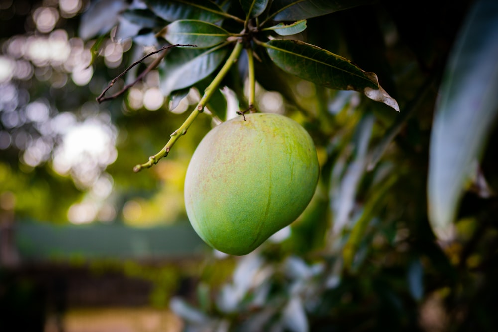 a green fruit on a tree