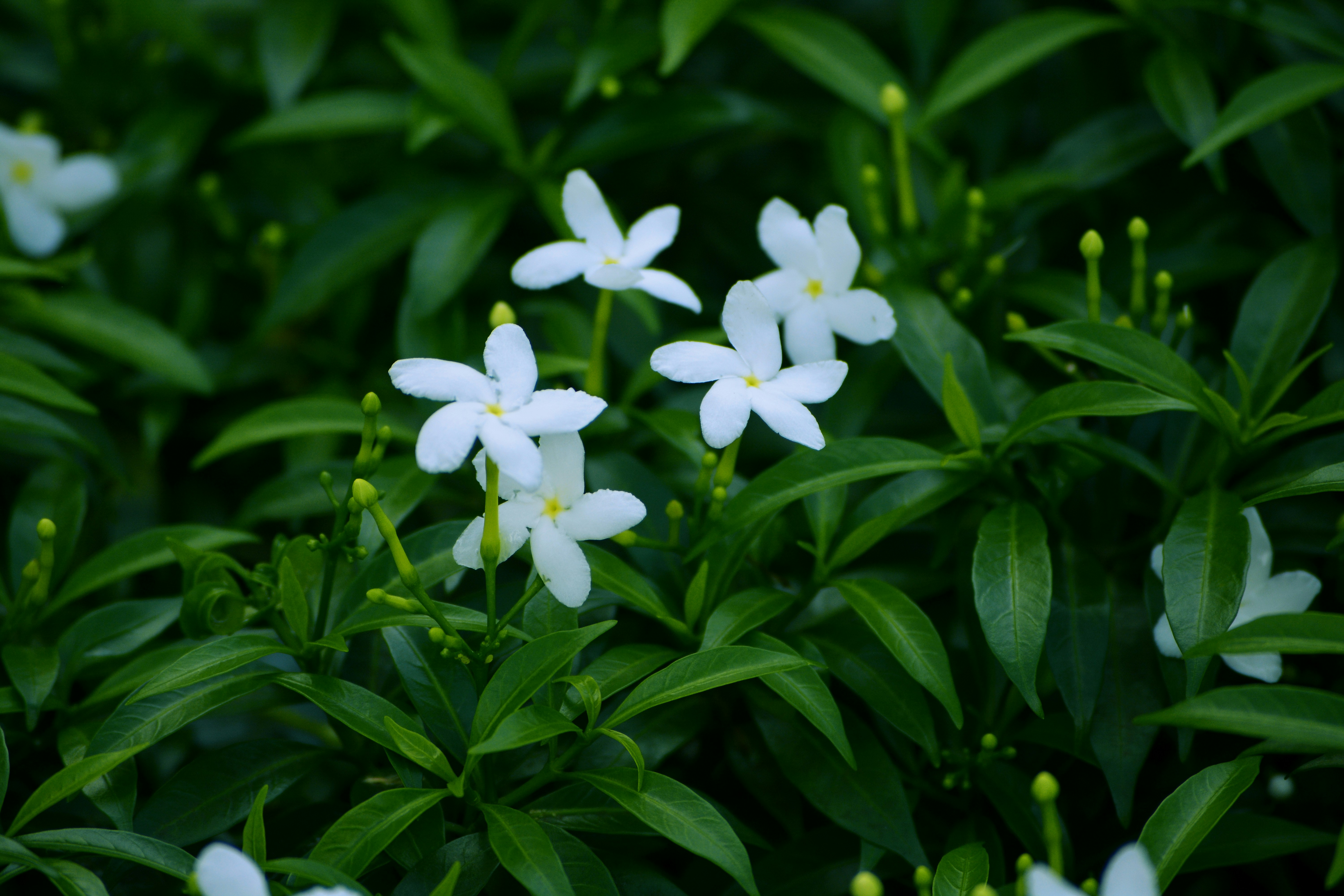 Photo by maheshkulal010