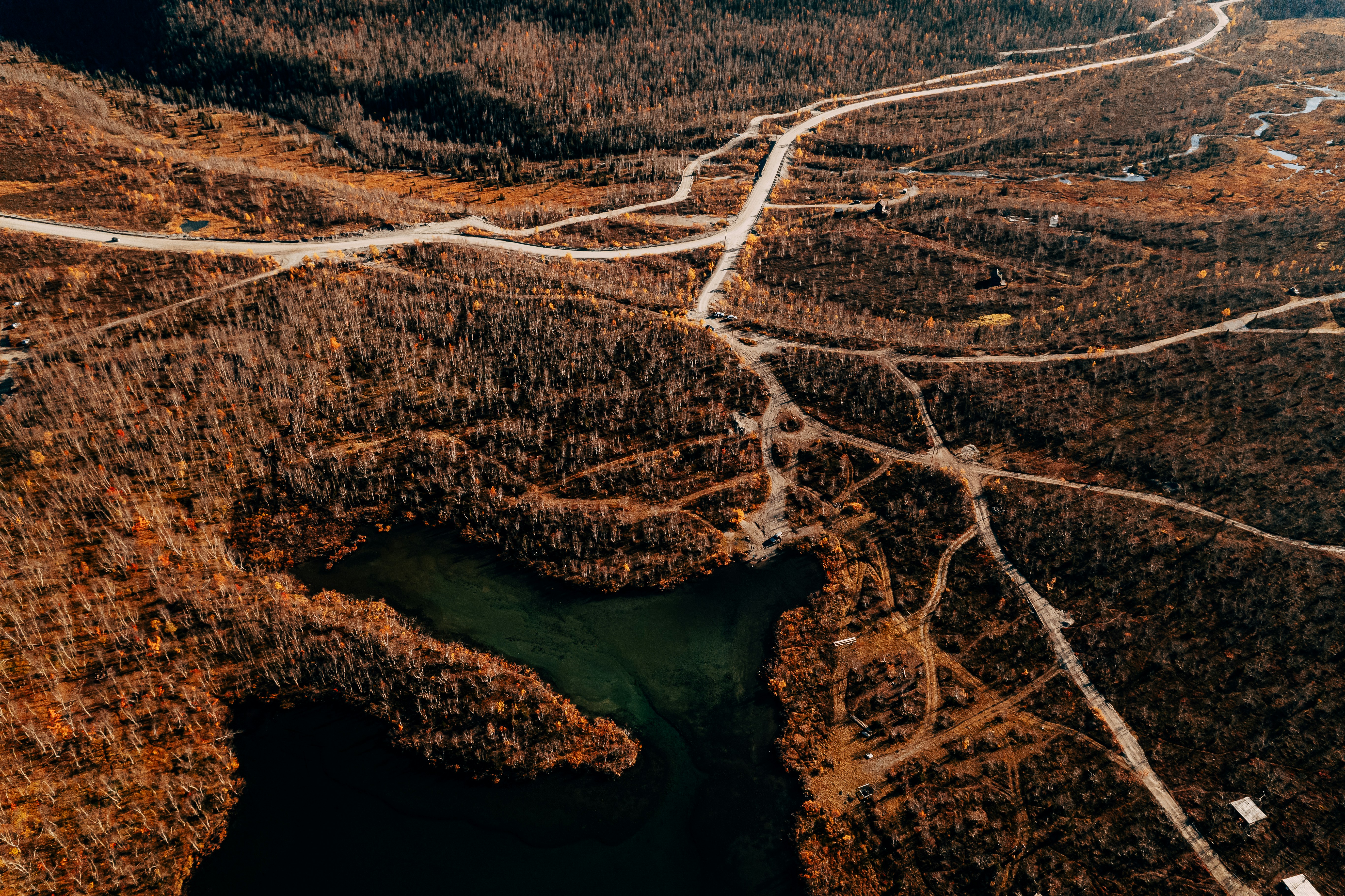 a tree with a mountain in the background