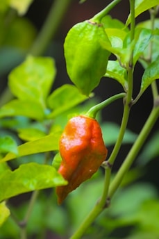 a close up of a flower