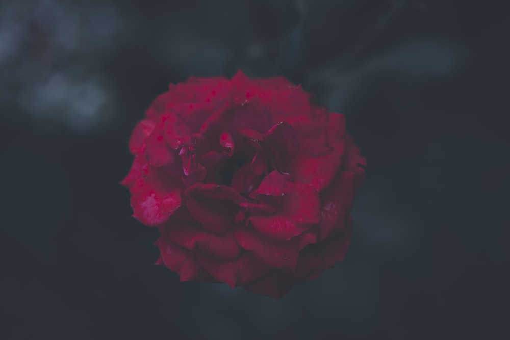 a red flower with a black background