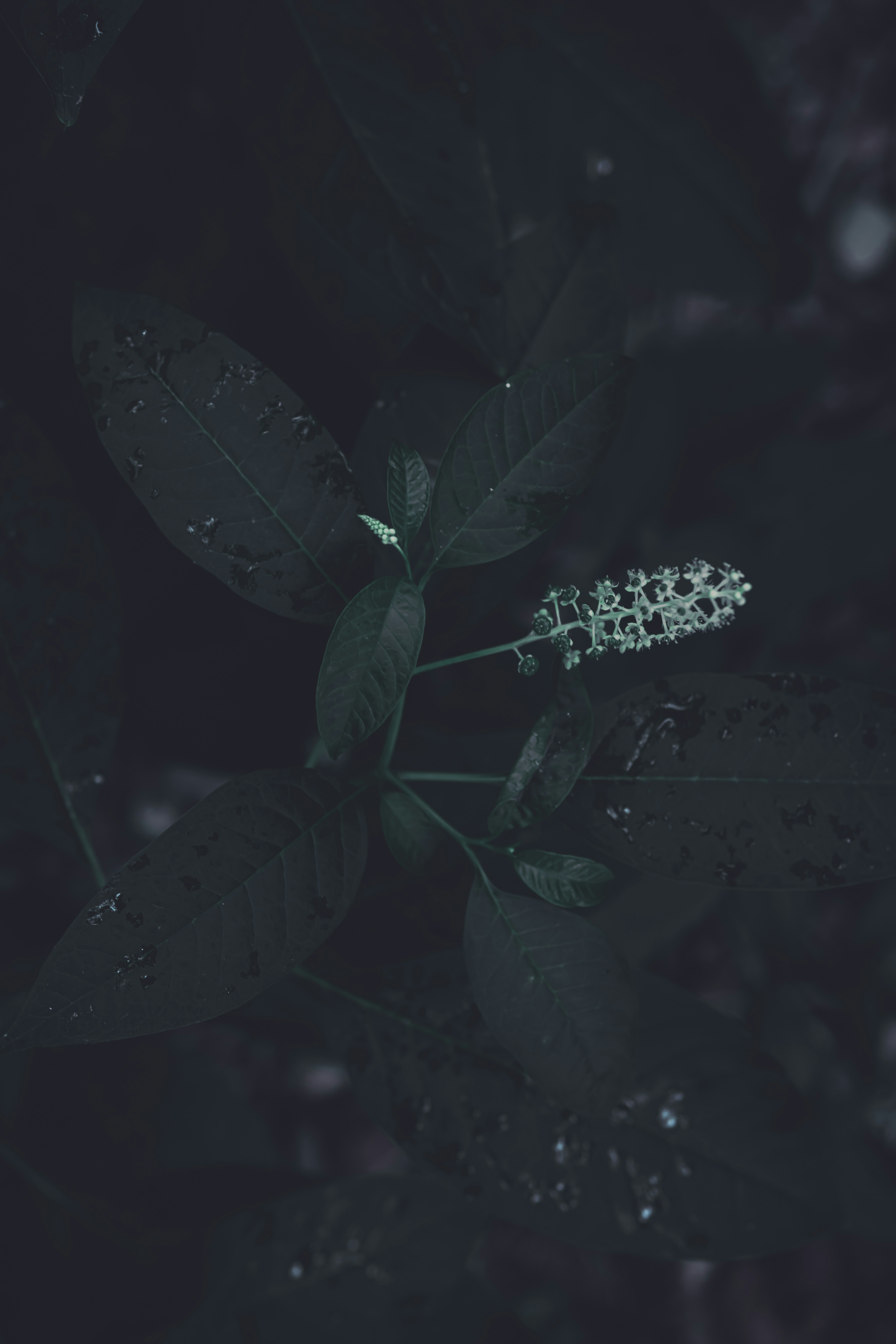 Moody pokeweed after the rain