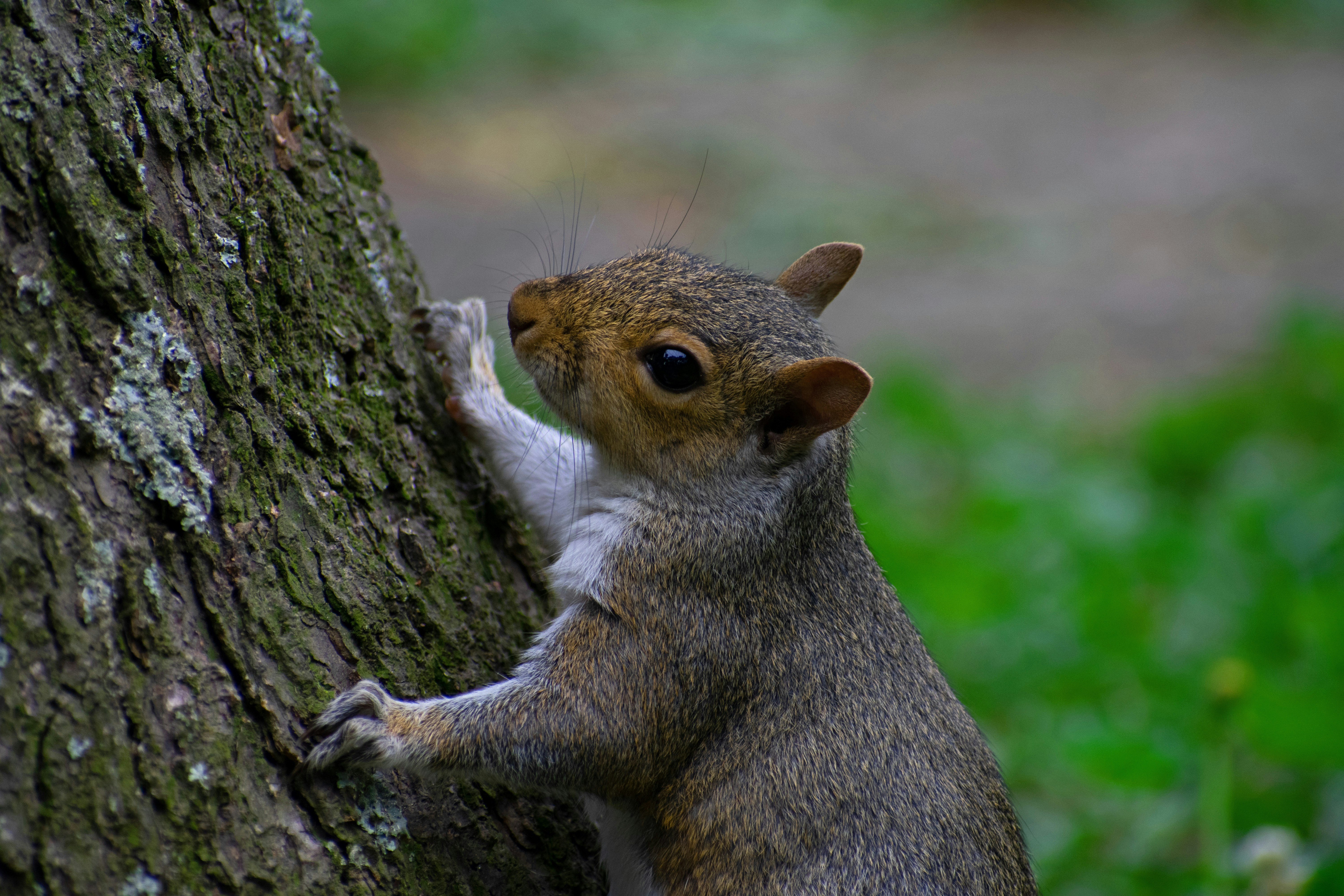 Ein Eichhörnchen auf einem Baum