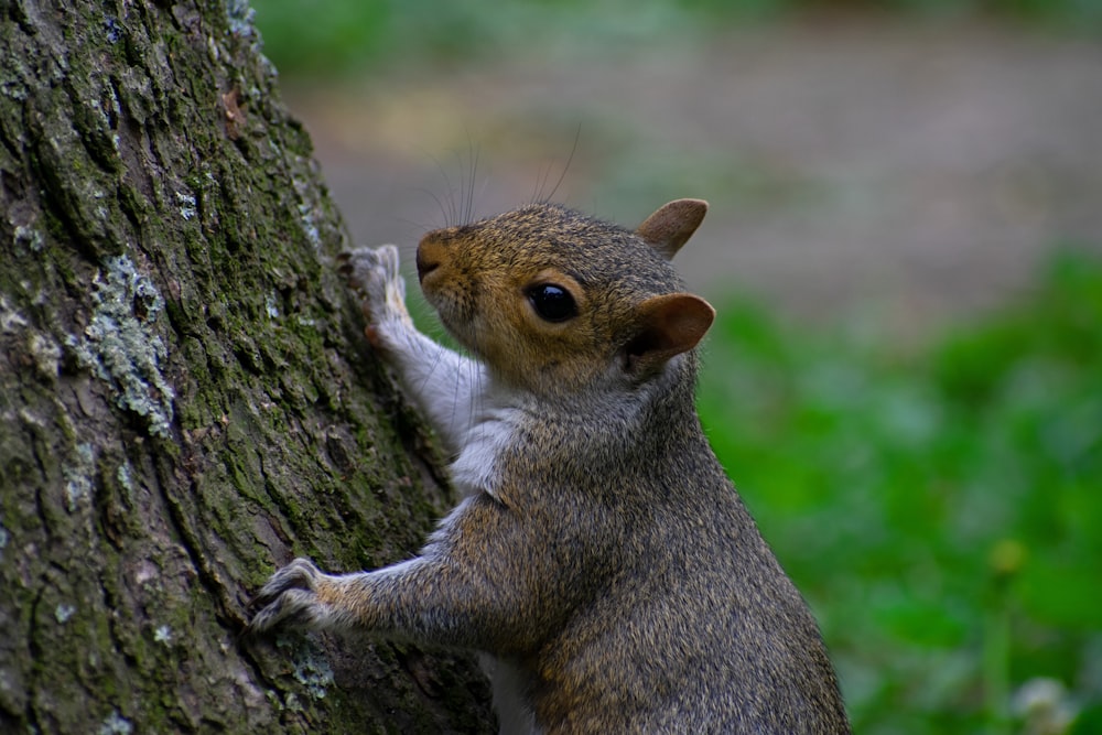 a squirrel on a tree