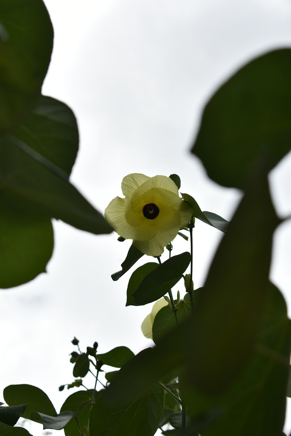 a flower on a plant