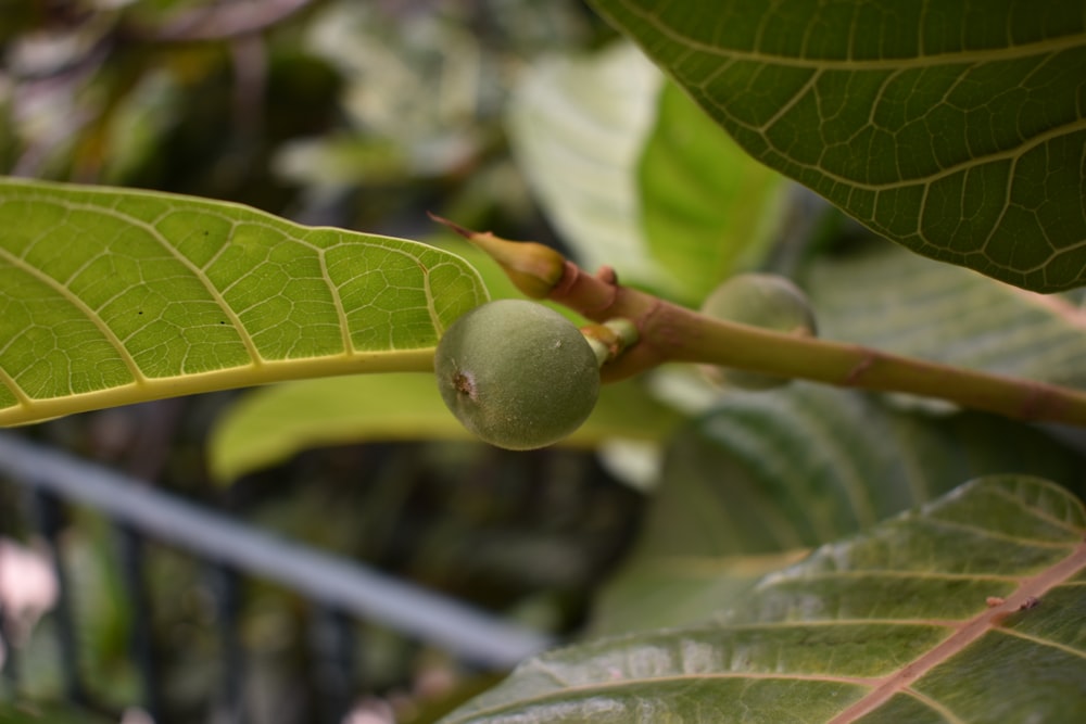 a close up of a plant