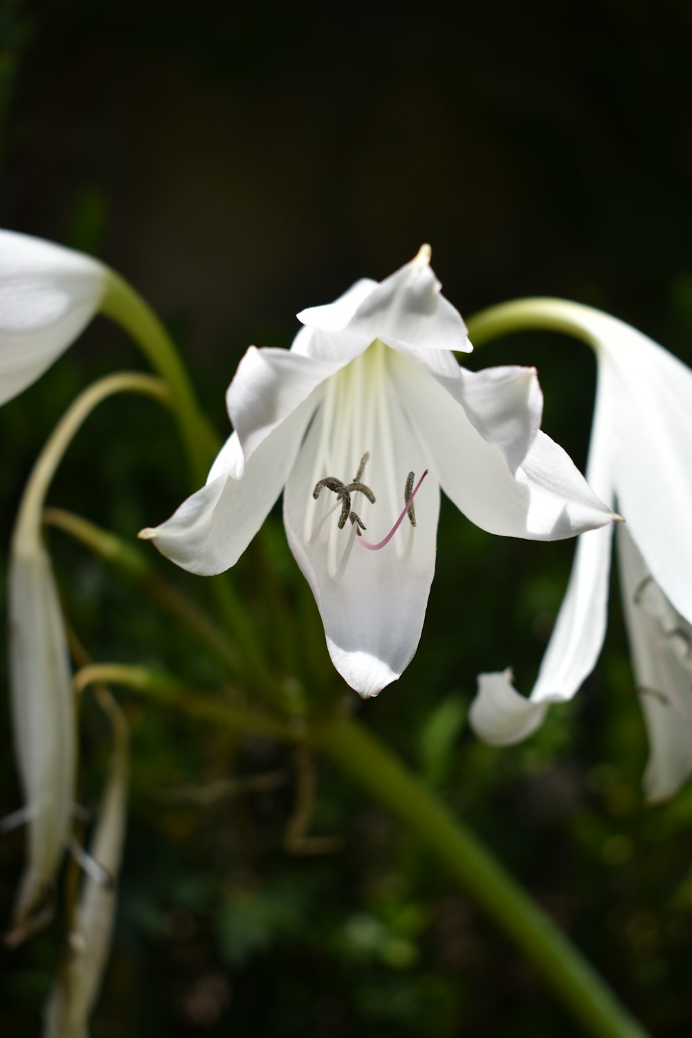a spider on a white flower