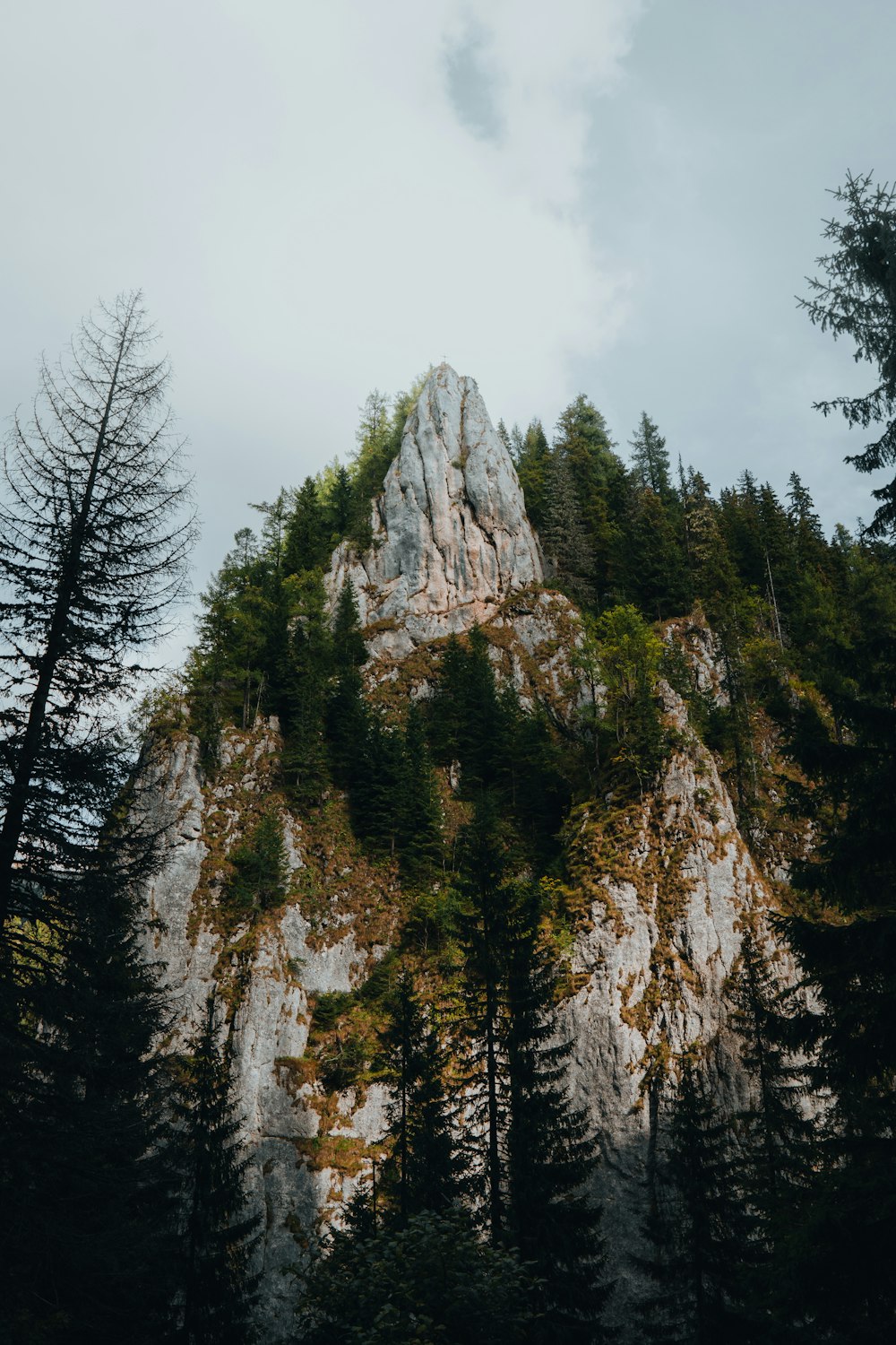 a rocky cliff with trees on it