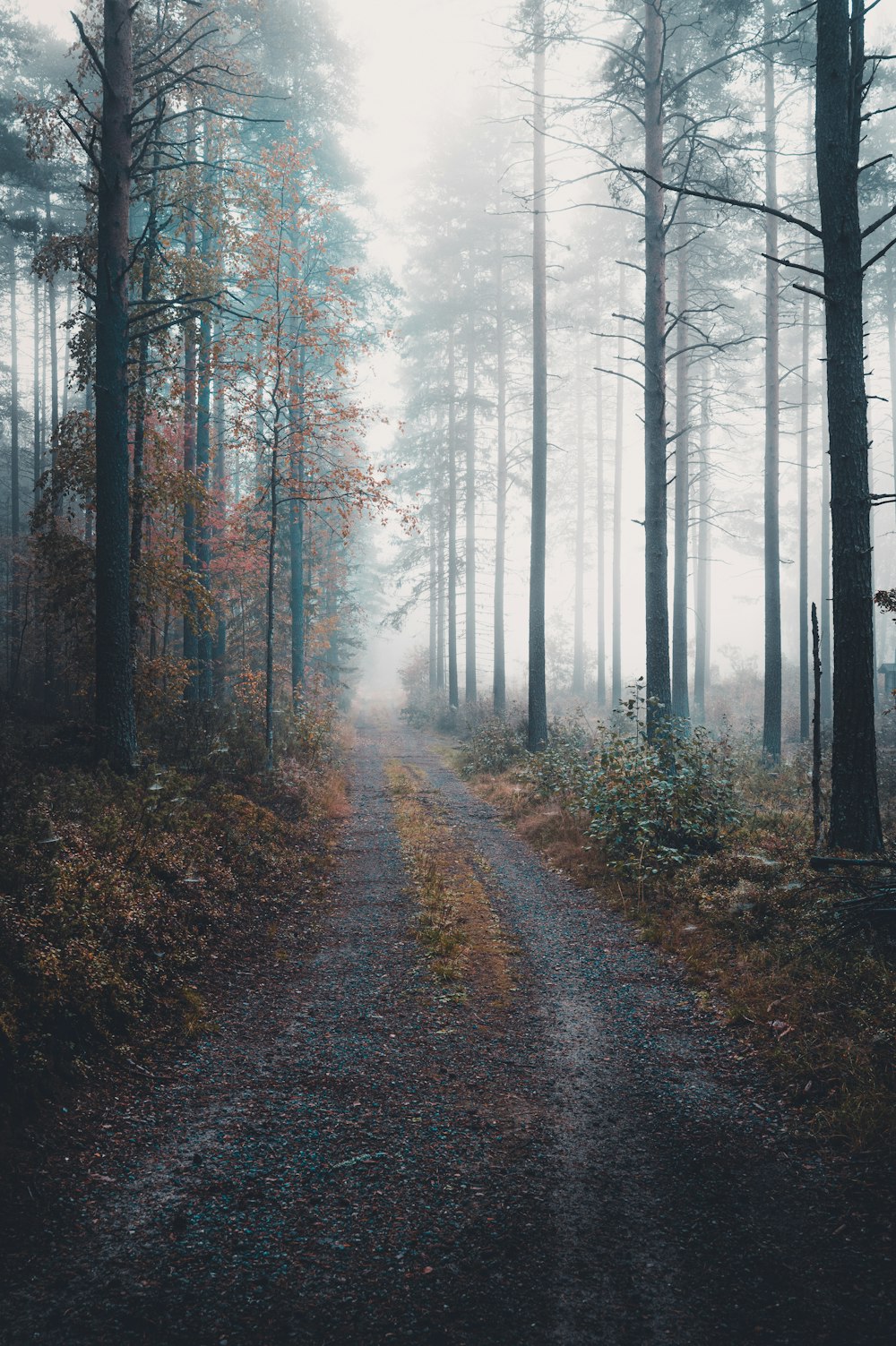 a dirt road in a foggy forest