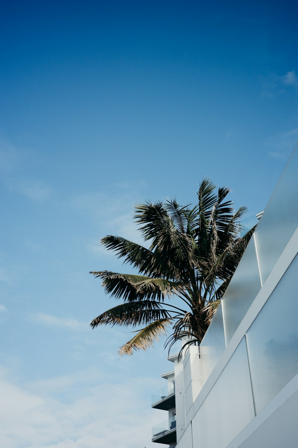 a palm tree on a building