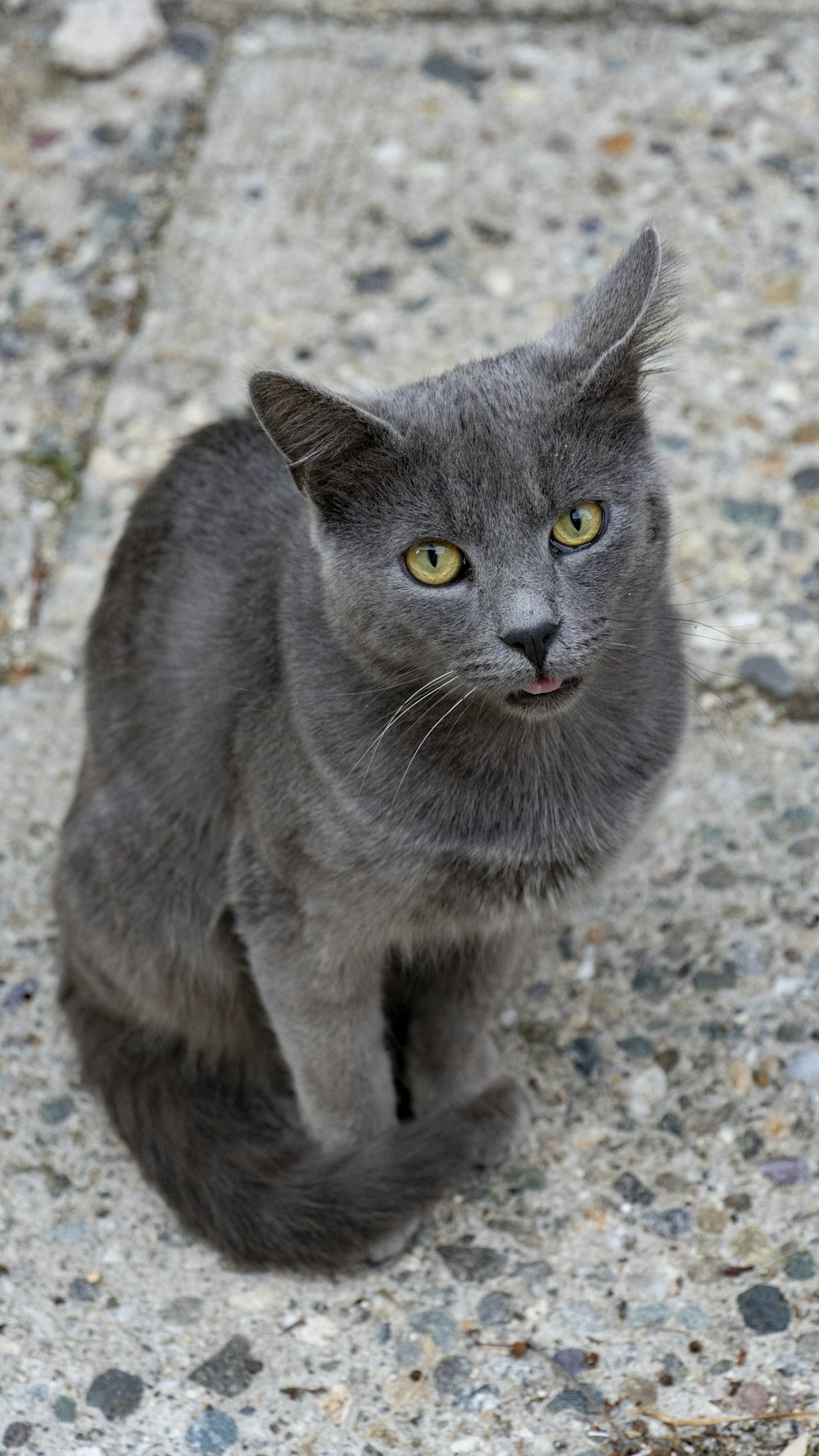 a cat sitting on the ground