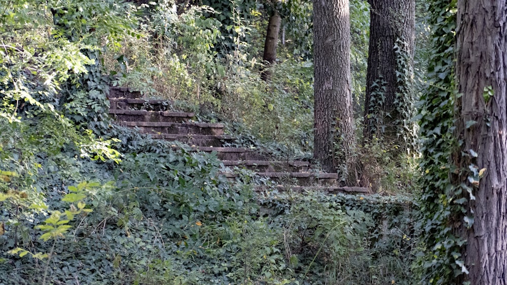 a path through a forest