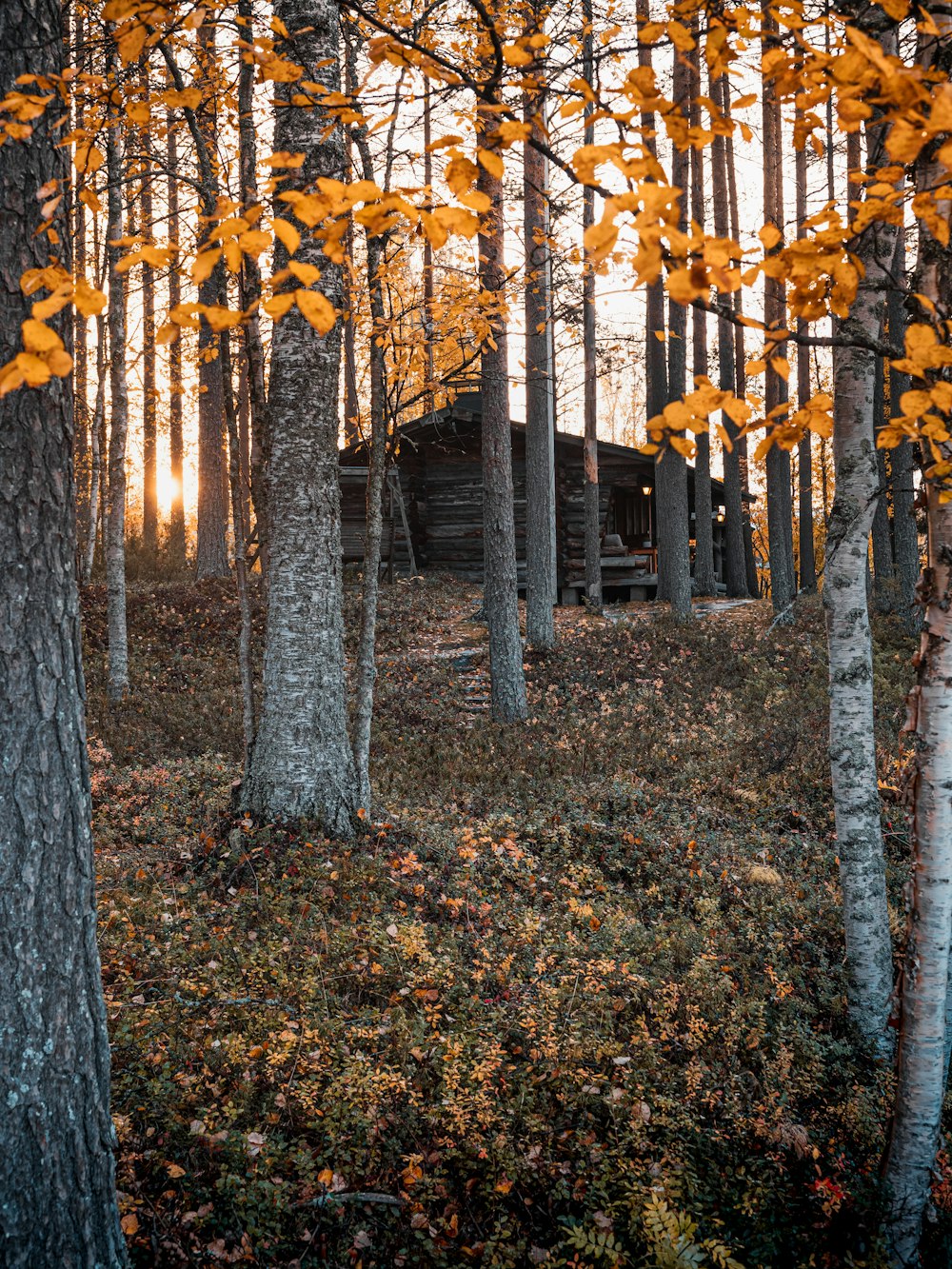 a forest of trees with yellow leaves