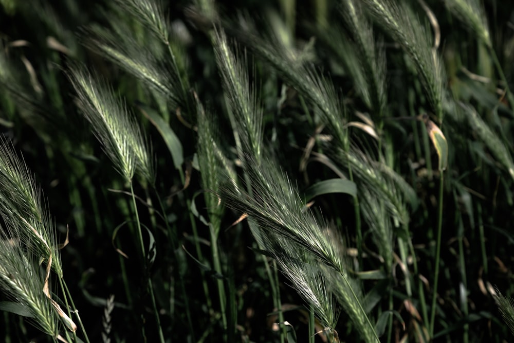 close-up de uma planta