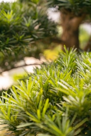 Green pine needles in sharp focus with a softly blurred background, capturing a natural and serene outdoor scene.