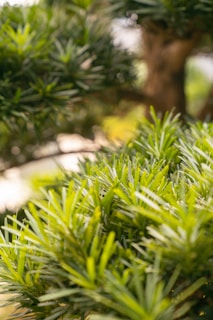 Green pine needles in sharp focus with a softly blurred background, capturing a natural and serene outdoor scene.