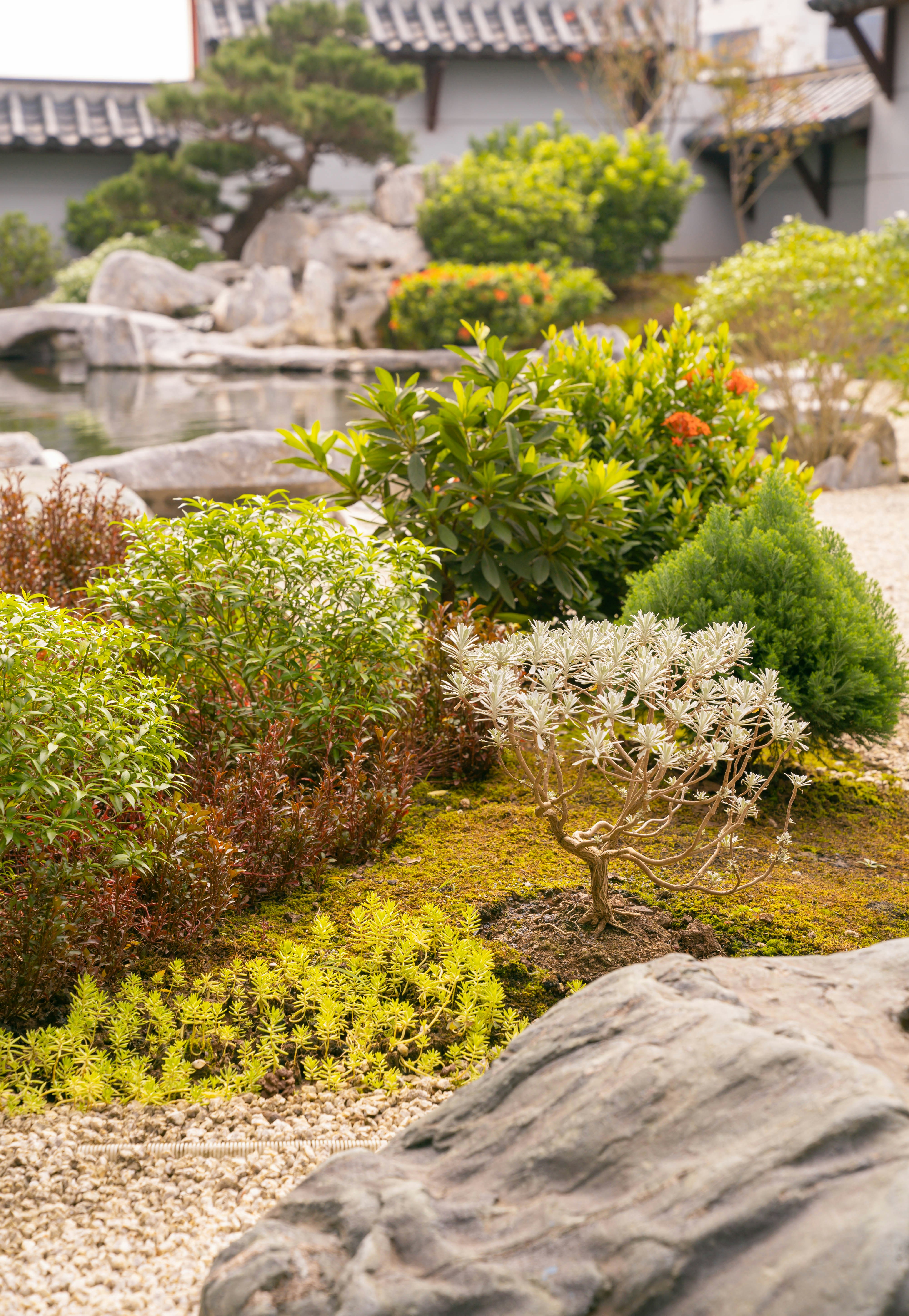 A garden with bushes and a rock photo – Free Flower Image on Unsplash