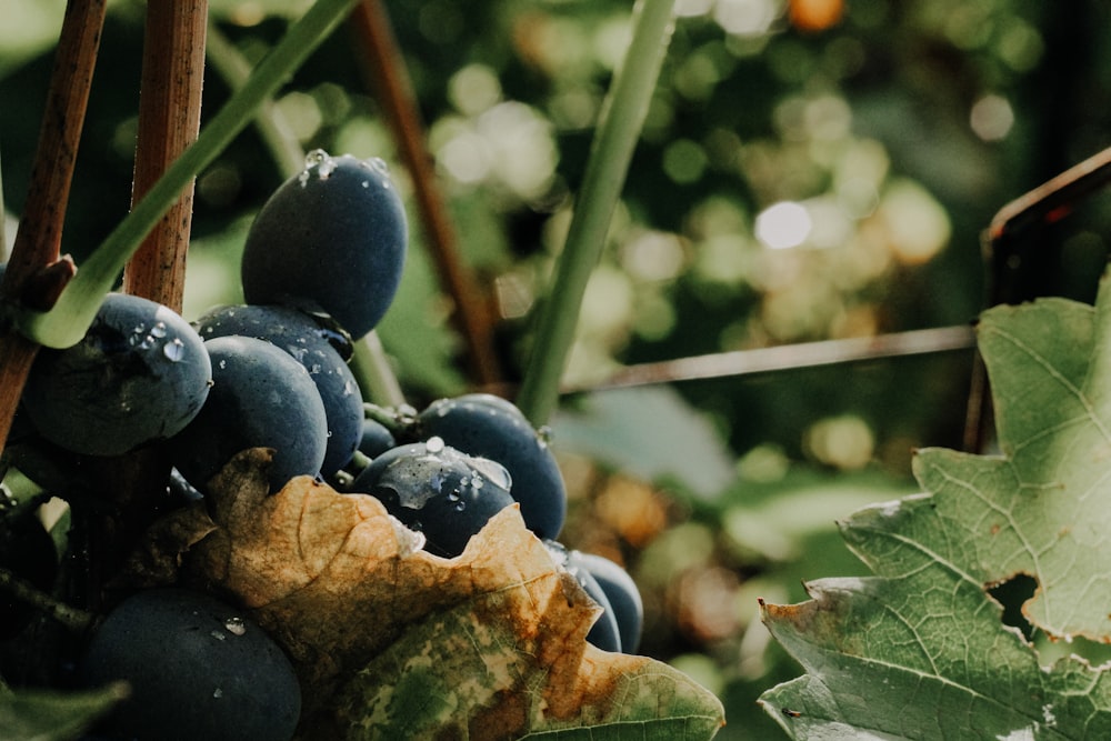 a close up of some berries