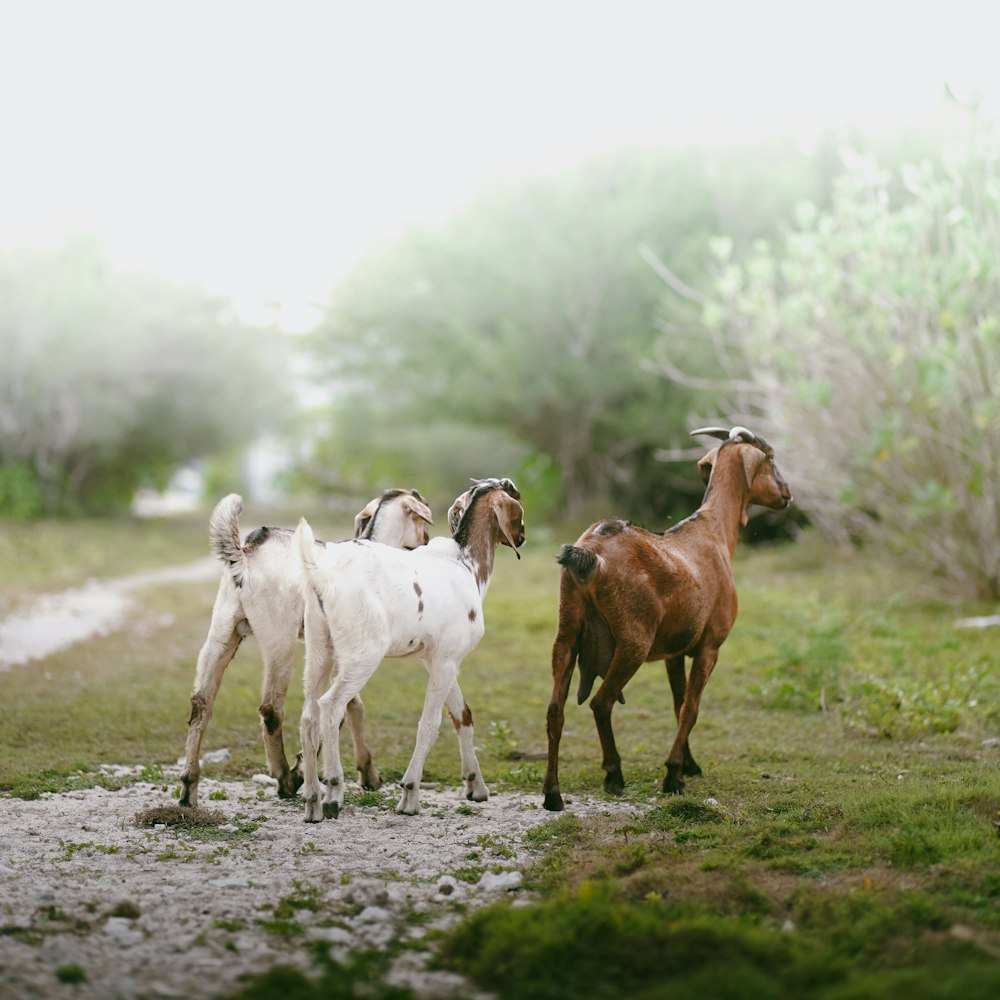 a group of animals walking on a dirt road