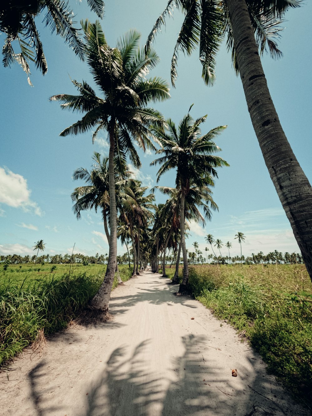 a dirt road with palm trees on either side of it