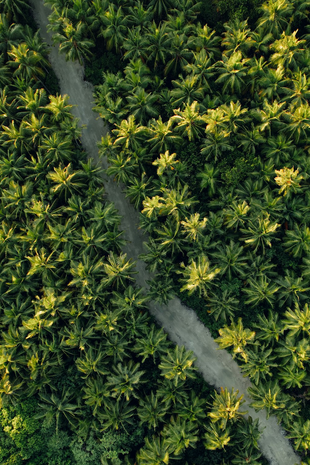 a road with yellow flowers