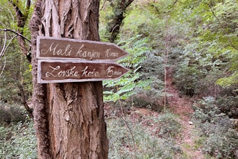 A wooden sign is mounted on a tree trunk in a lush, green forest setting. The sign has two arrows pointing in opposite directions, with handwritten white text indicating distances to 'Mali kanjon' and 'Lovska koča'. Surrounding the tree and sign is dense vegetation, including ferns and various trees, creating a serene, natural environment.