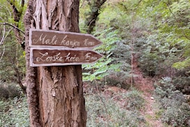 A wooden sign is mounted on a tree trunk in a lush, green forest setting. The sign has two arrows pointing in opposite directions, with handwritten white text indicating distances to 'Mali kanjon' and 'Lovska koča'. Surrounding the tree and sign is dense vegetation, including ferns and various trees, creating a serene, natural environment.