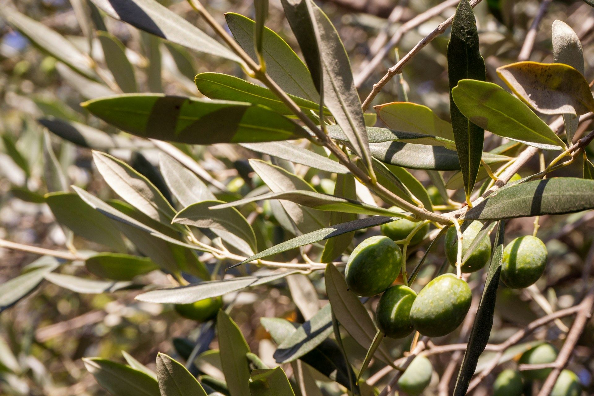 close up of a plant