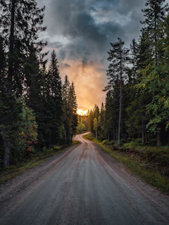 a road with trees on the side