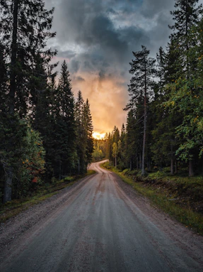 a road with trees on the side
