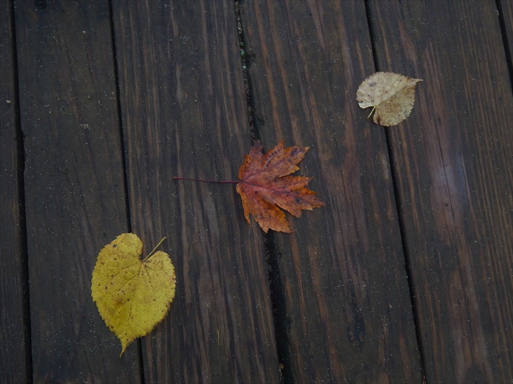 a group of leaves on a wood surface