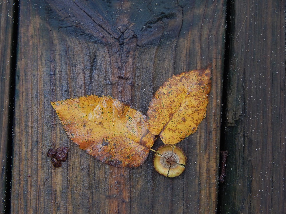 a group of leaves on a wood surface