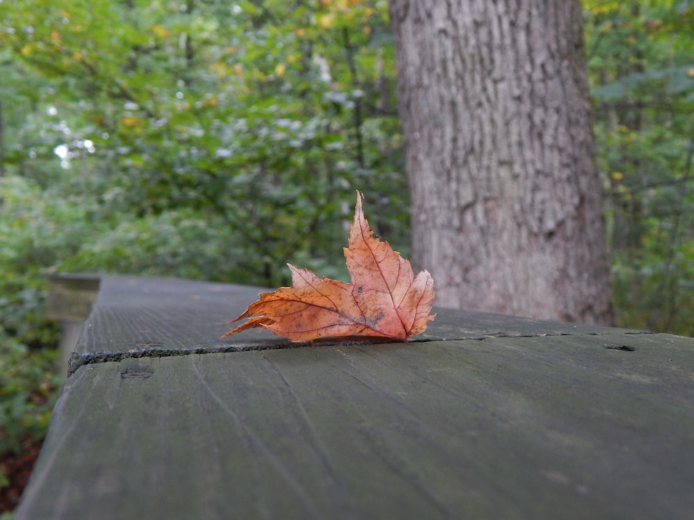 a red leaf on a tree