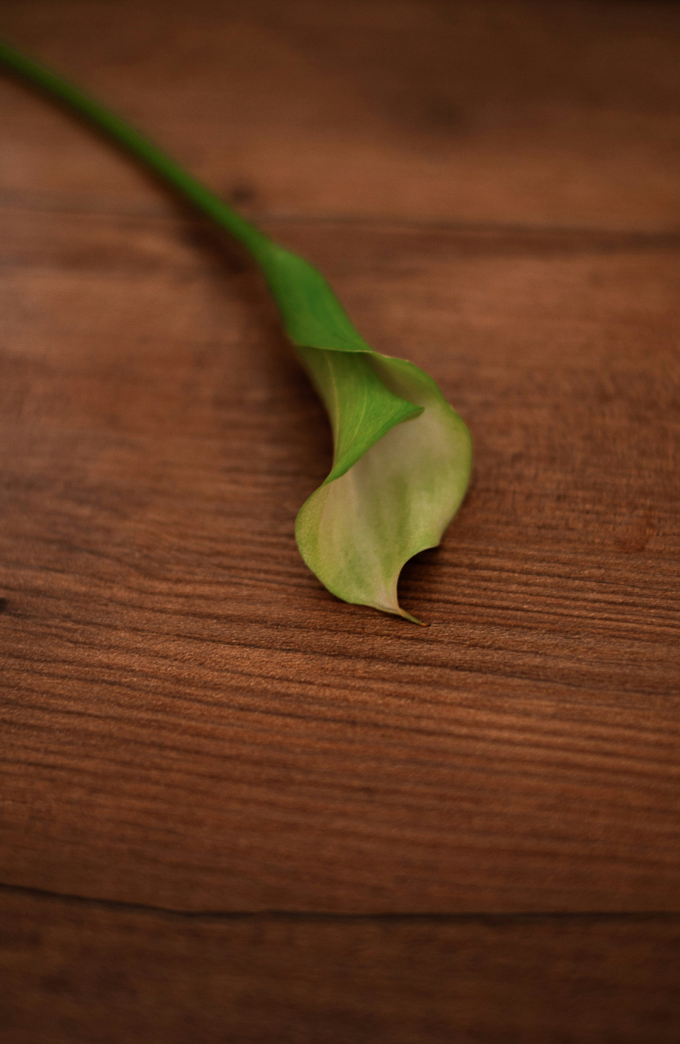 a green leaf on a wooden surface