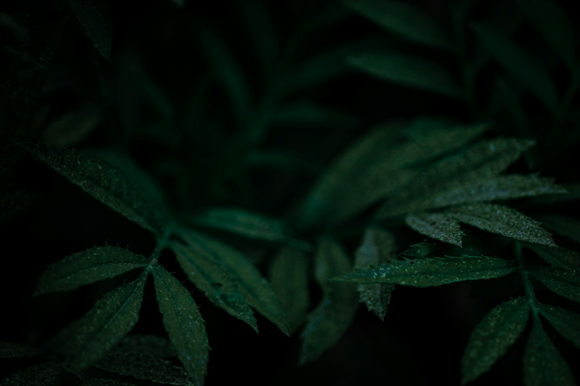 a close-up of some leaves