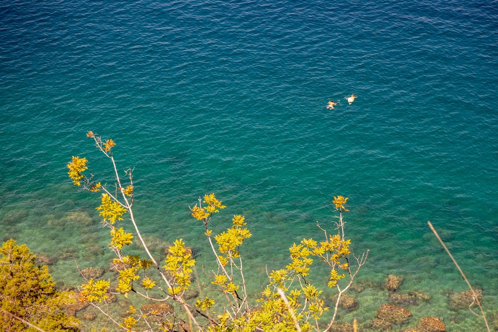 a group of ducks swimming in a body of water