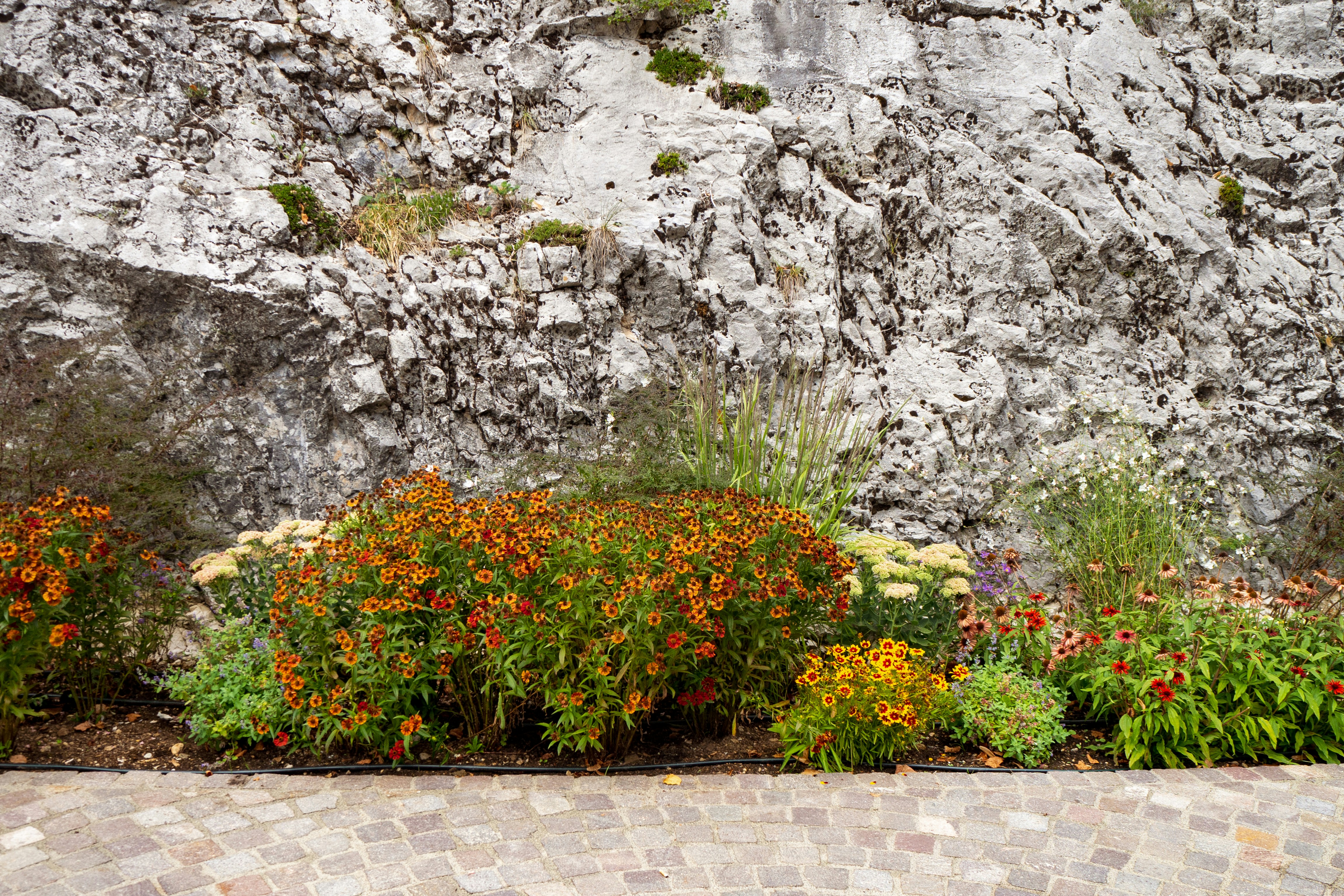 a garden with flowers