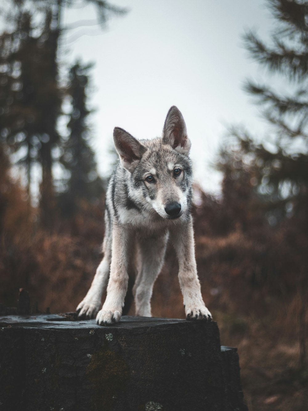 a dog standing on a black object